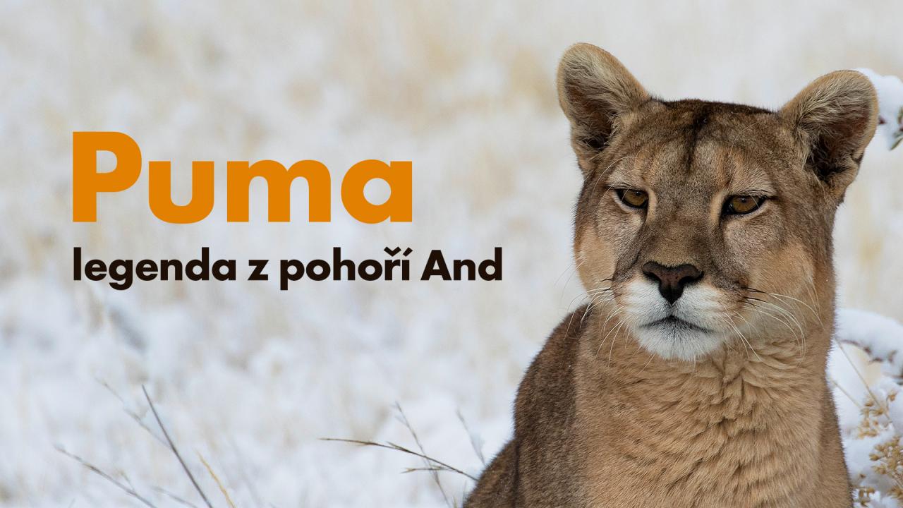 Puma - legenda z pohoří And