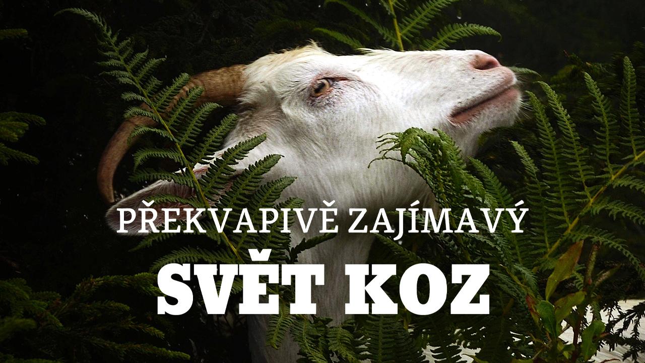 Překvapivě zajímavý svět koz