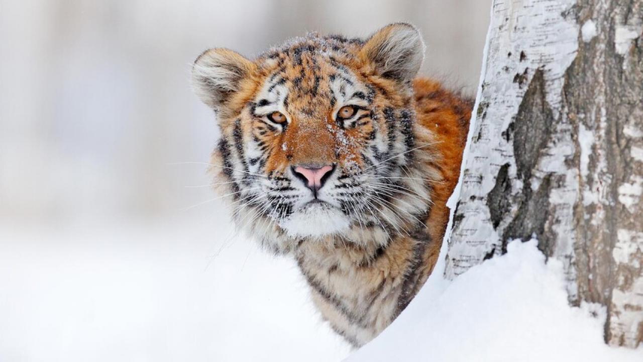 Amur Tiger: Secret Kingdom