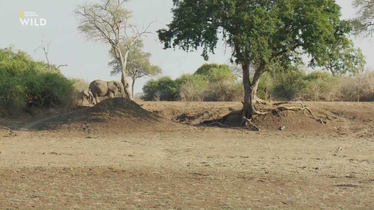 Levhart a hyena - nezvyklí přátelé