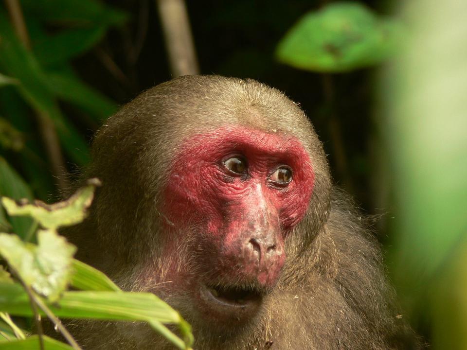 The Kingdom of the Stump-Tailed Macaques