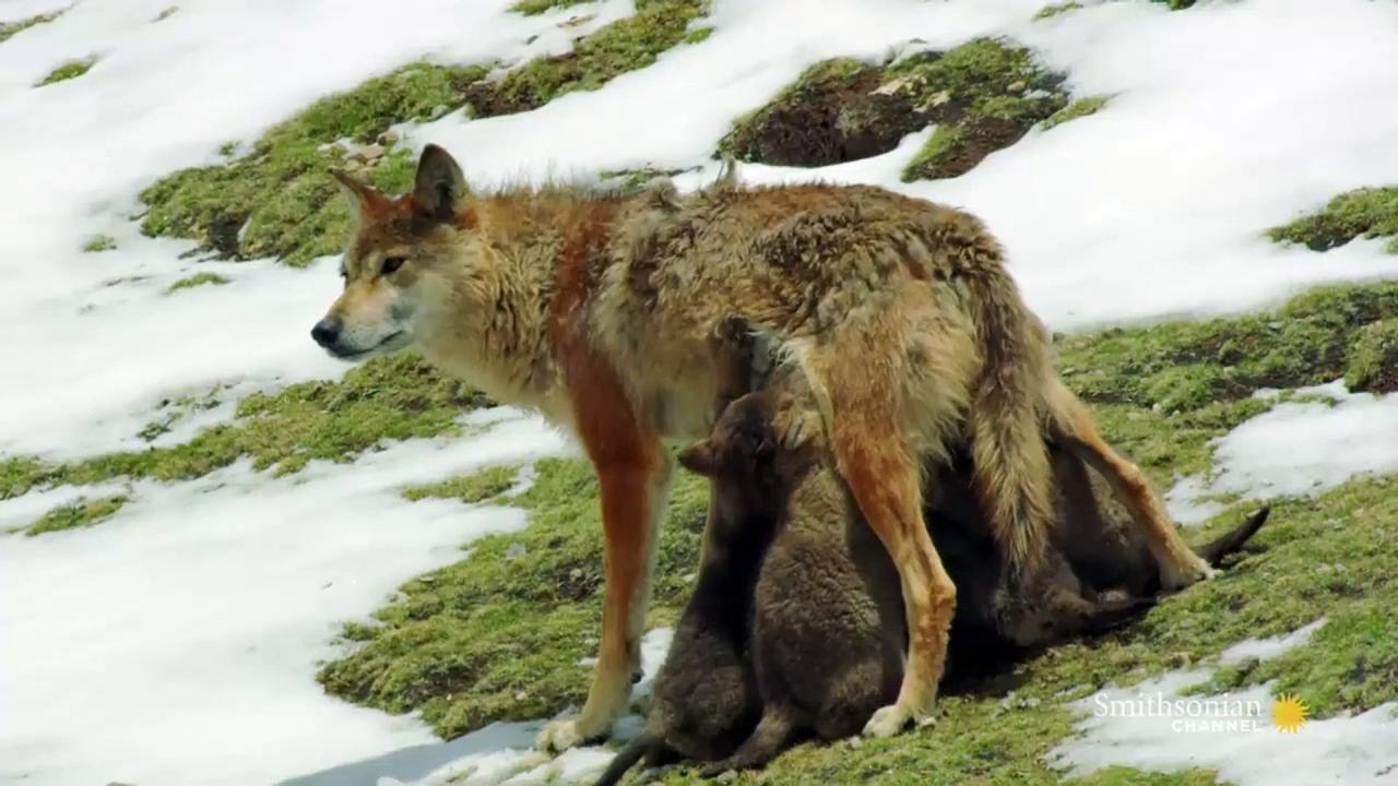 Into the Wild Tibet