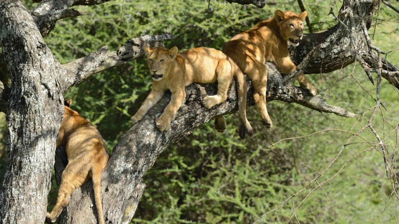 Tree Climbing Lions