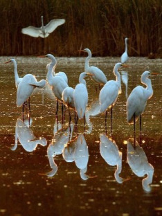 New Land - The Islands of the Marker Wadden