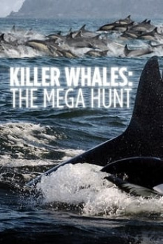 Killer Whales