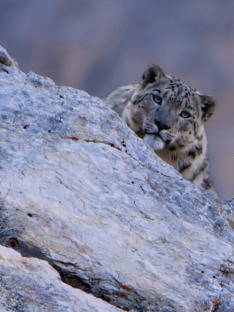 Spirit of the Mountains - The Snow Leopard