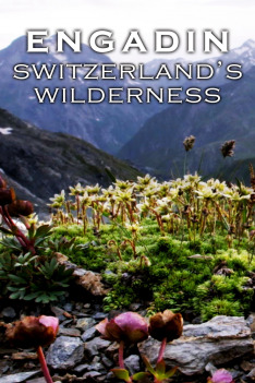 Wild Faces of Switzerland